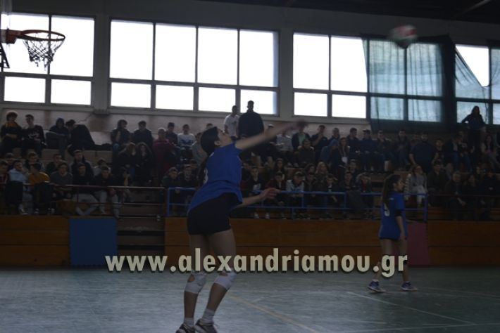 volley _1ogel-kassandra129